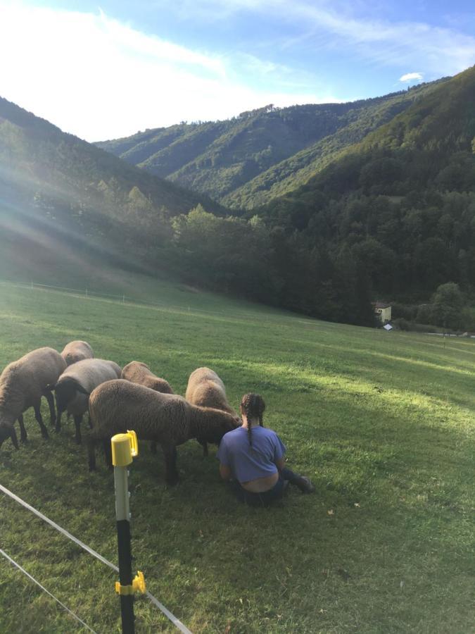 Appartamento Buechlhof - App. Himmelalm Lilienfeld Esterno foto